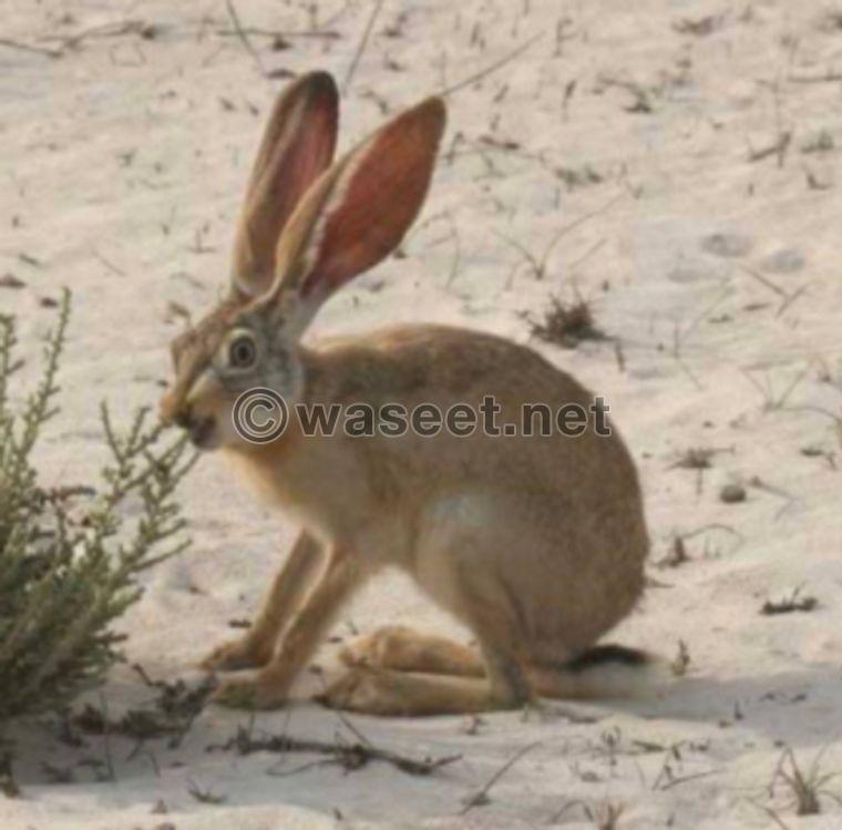 wild rabbits for sale 0