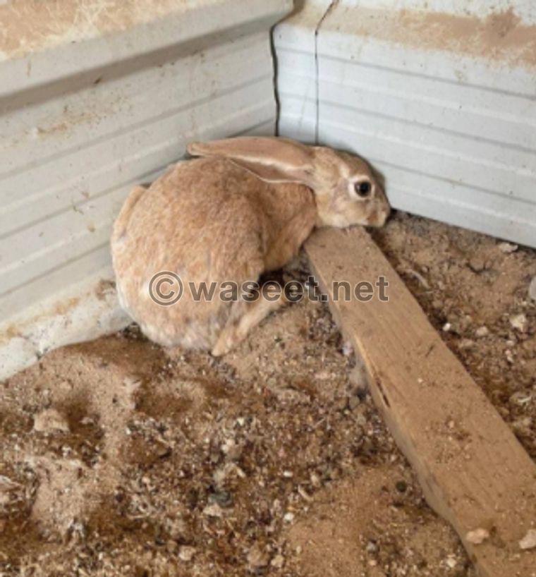 wild rabbits for sale 1