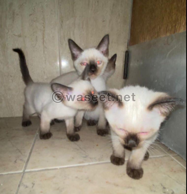 Siamese Kittens 0
