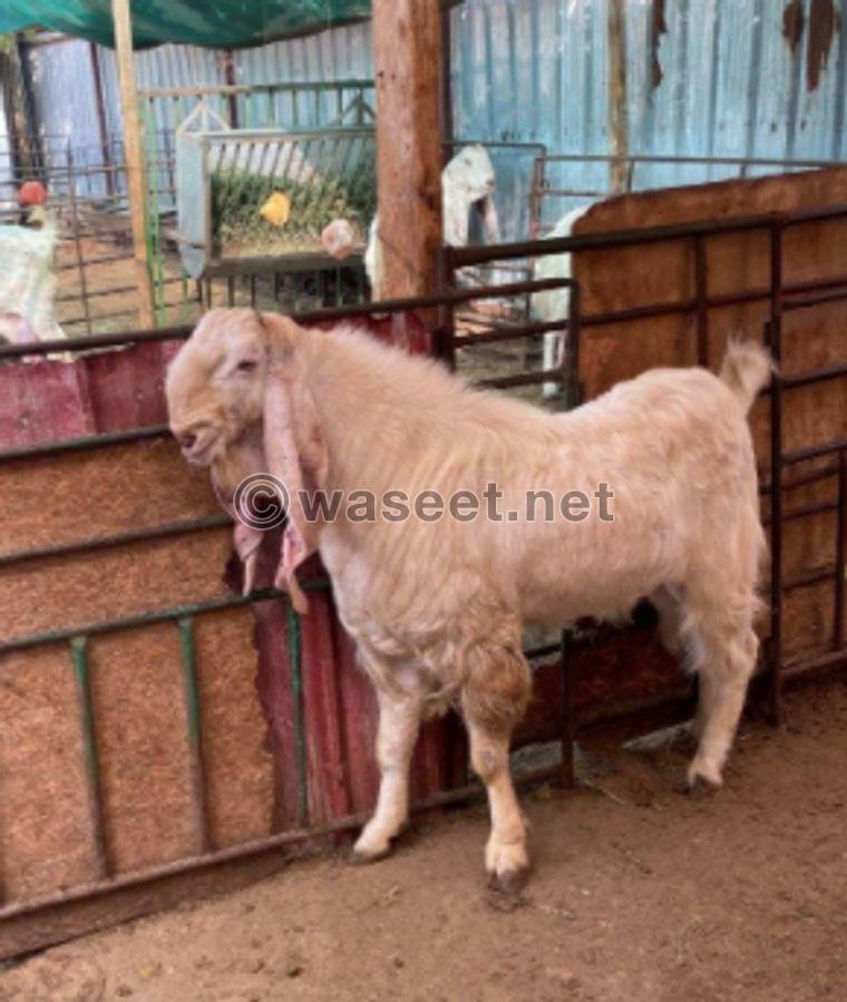 Dutch goat for sale 0