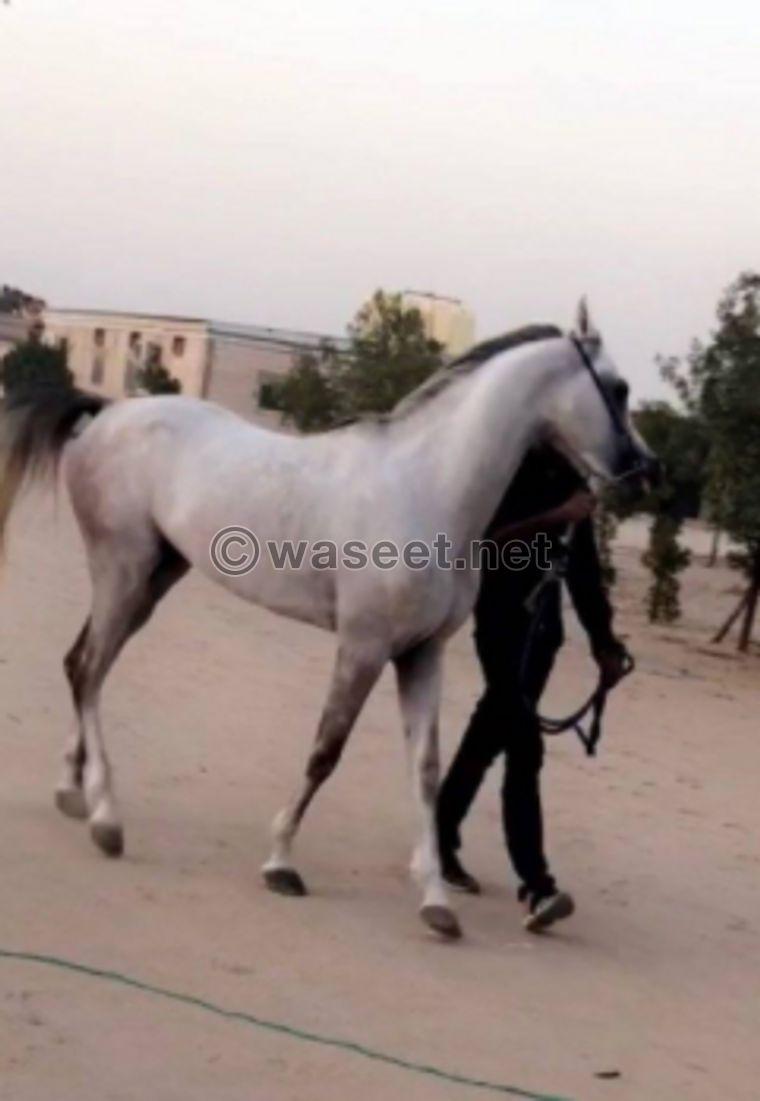 Luxury pure Egyptian horse 0