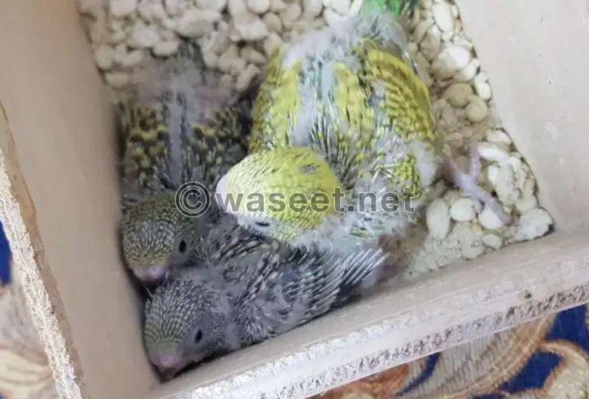 Budgies Chicks For Sell 0