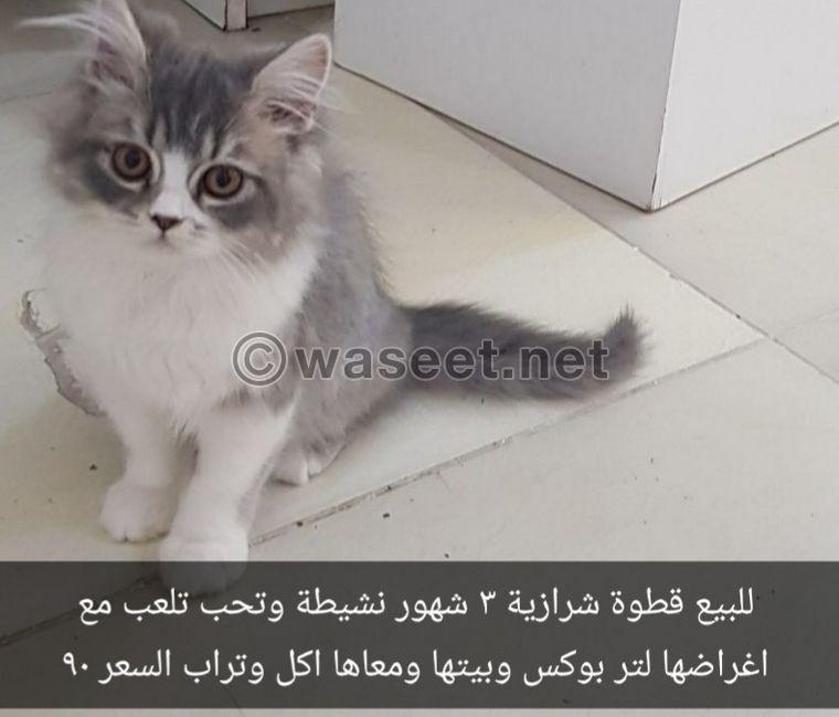 For sale Shirazi cat 1
