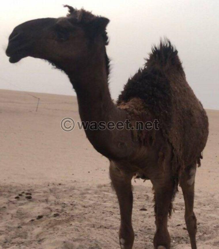 For sale Camels Mafared Zero 0