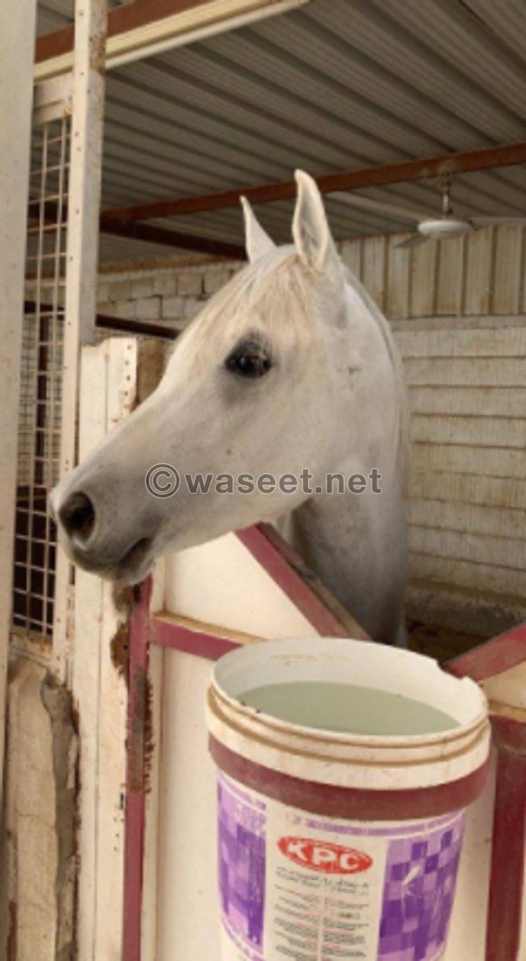 For sale pure Egyptian horse 0