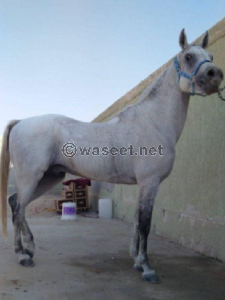 For sale Egyptian horse 0