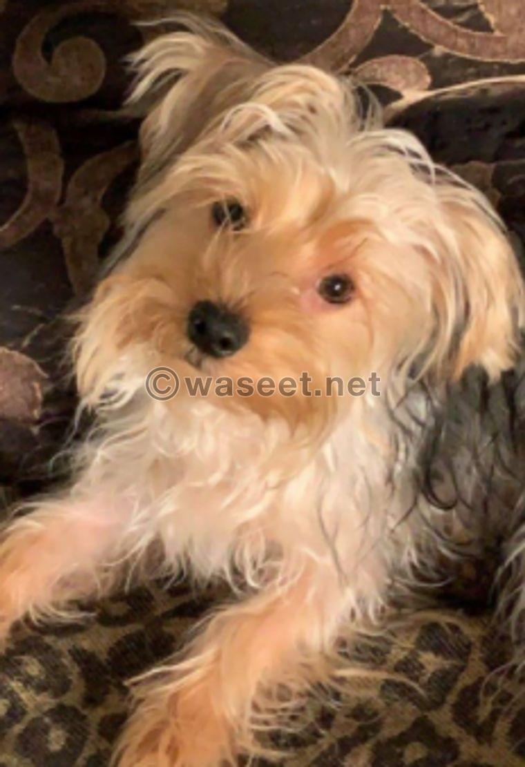 Yorkshire terrier for sale 0