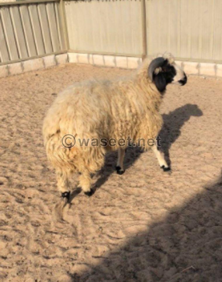 For sale a variety of sheep 0