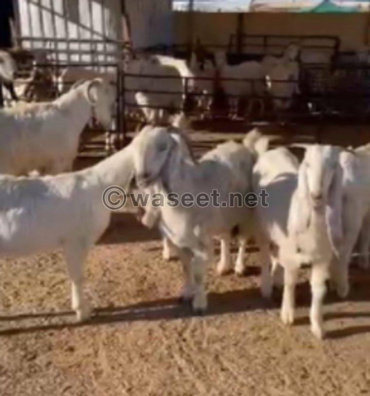 For sale good goats 0
