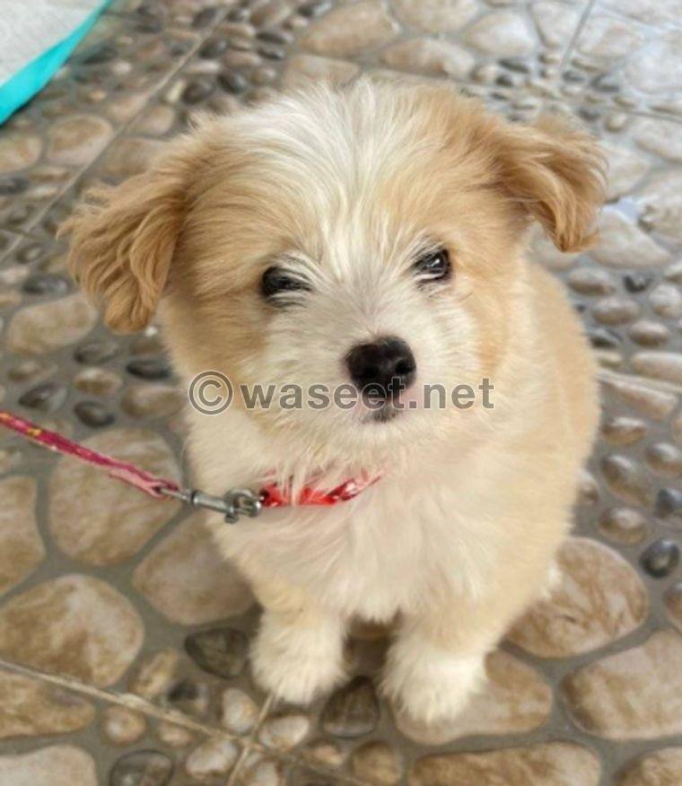 For sale mix maltese and poodle 0