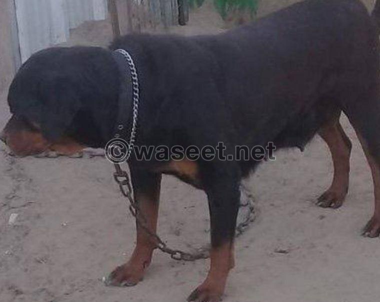 For sale two female rottweiler 0