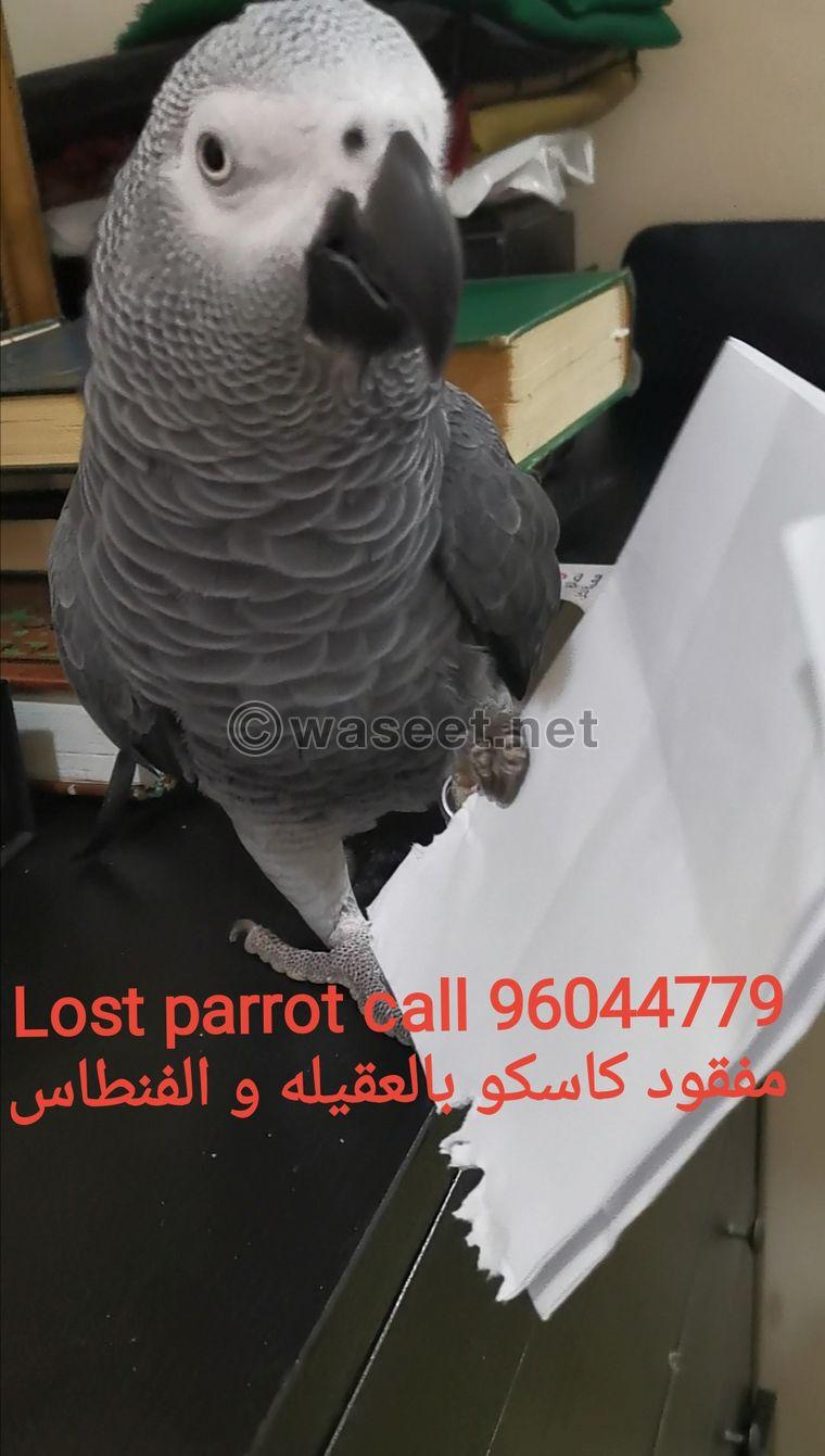 Missing Casco (Parrot) 0