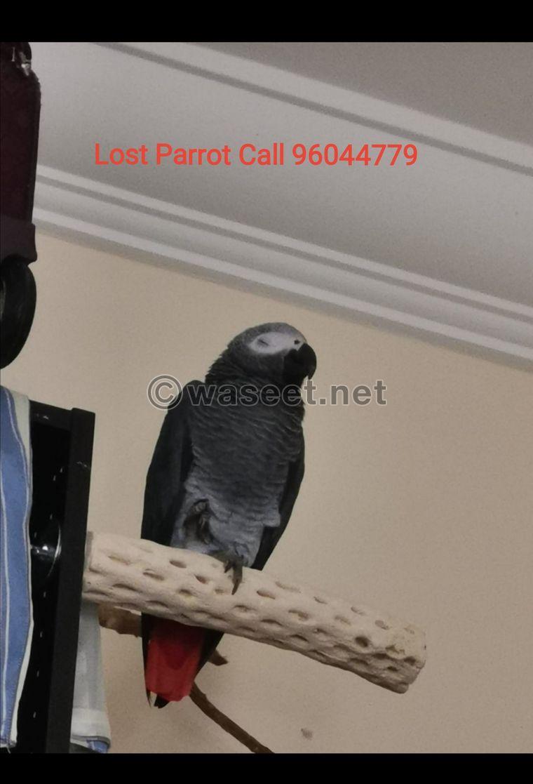 Missing Casco (Parrot) 1
