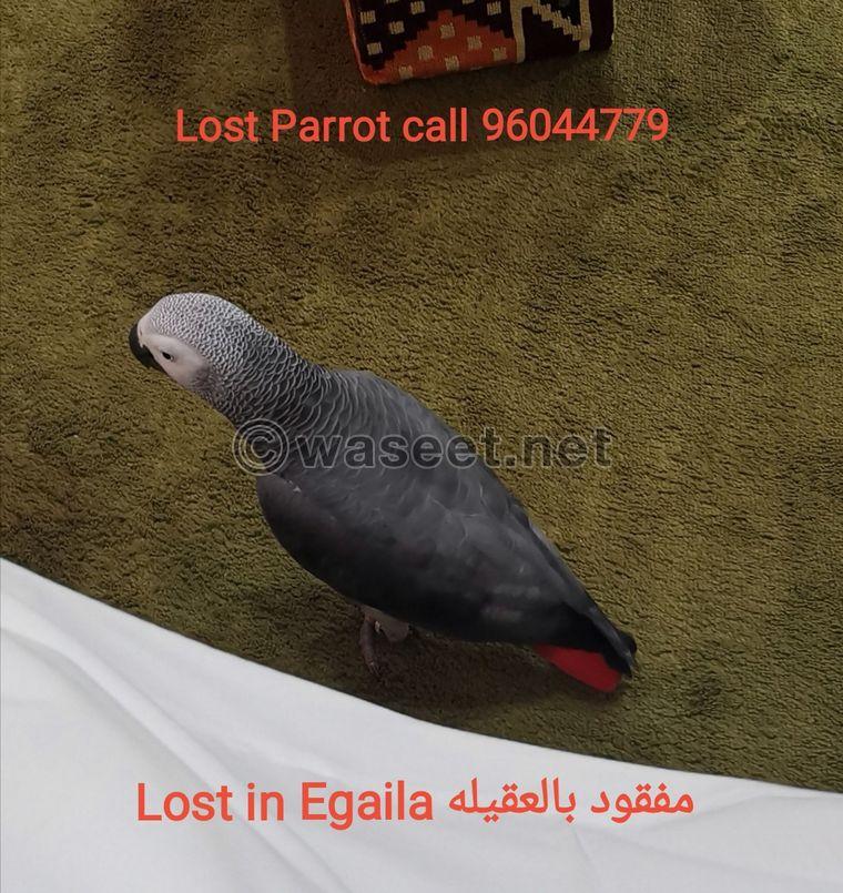Missing Casco (Parrot) 3
