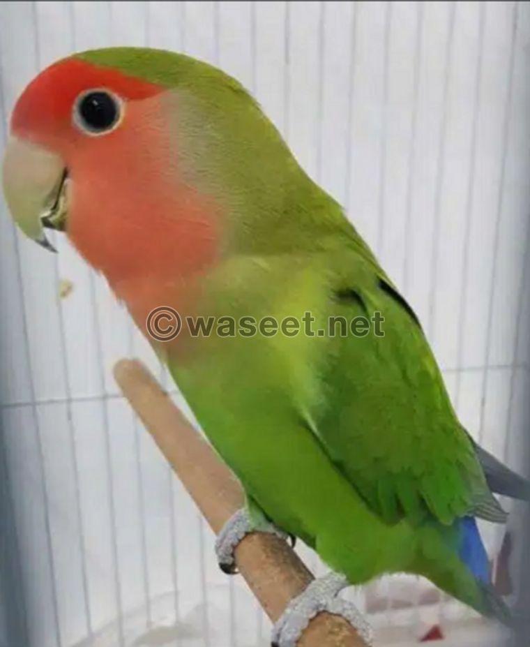 Love Bird for sell 0
