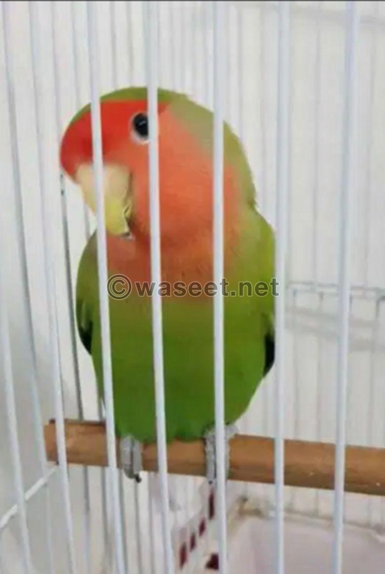 Love Bird for sell 1
