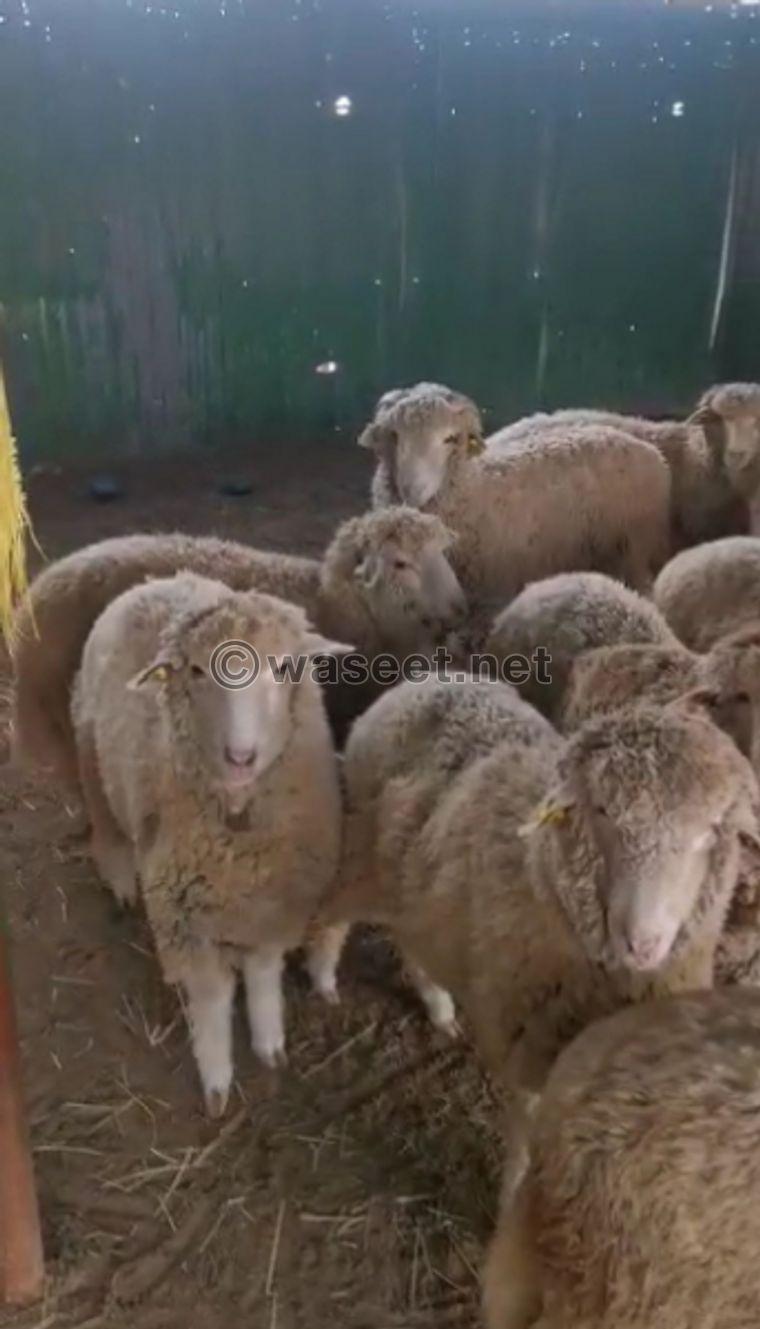 For Sale Roman sheep 0