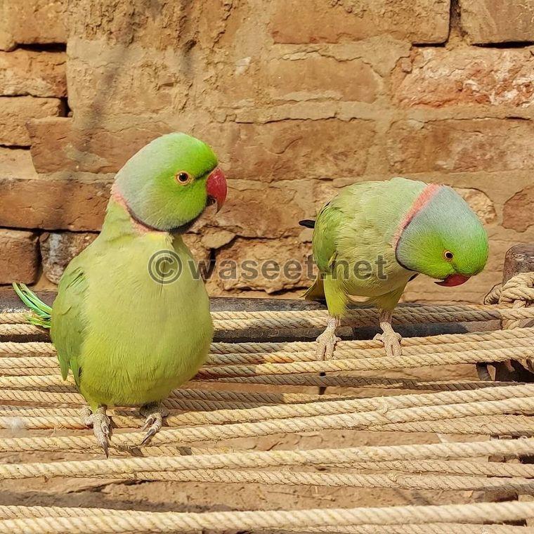 India ringing birds for sale 0