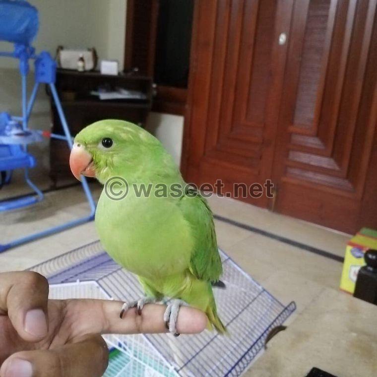 India ringing birds for sale 1