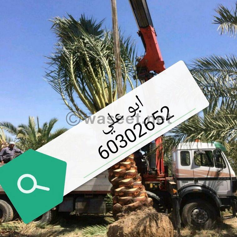 Abu Ali Landscaping in Kuwait 0