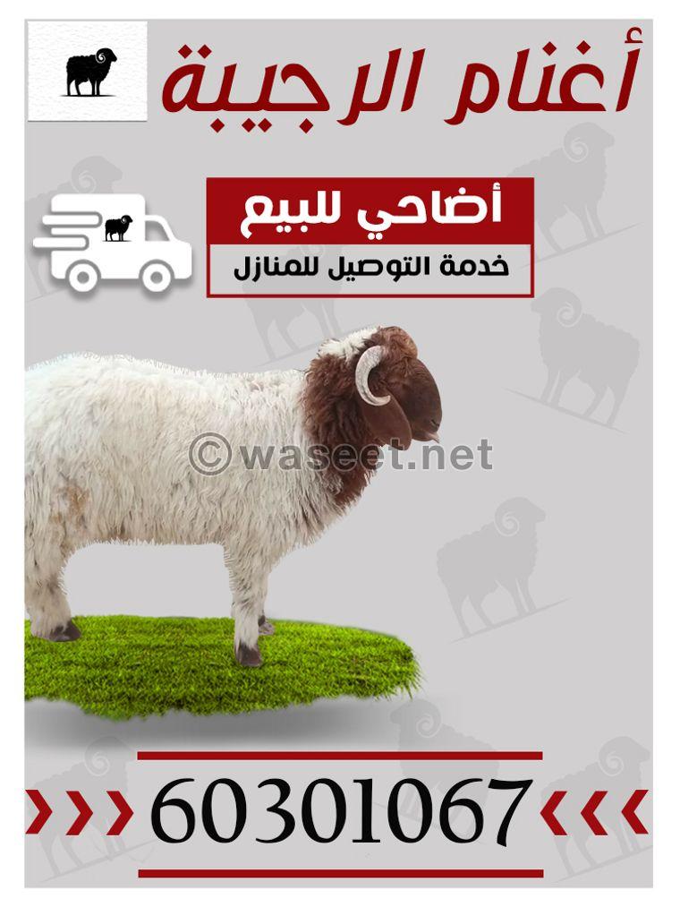 Rajiba sheep  0