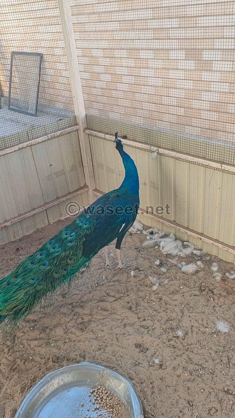 للبيع طاووس ذكر ازرق بحاله ممتازه 0