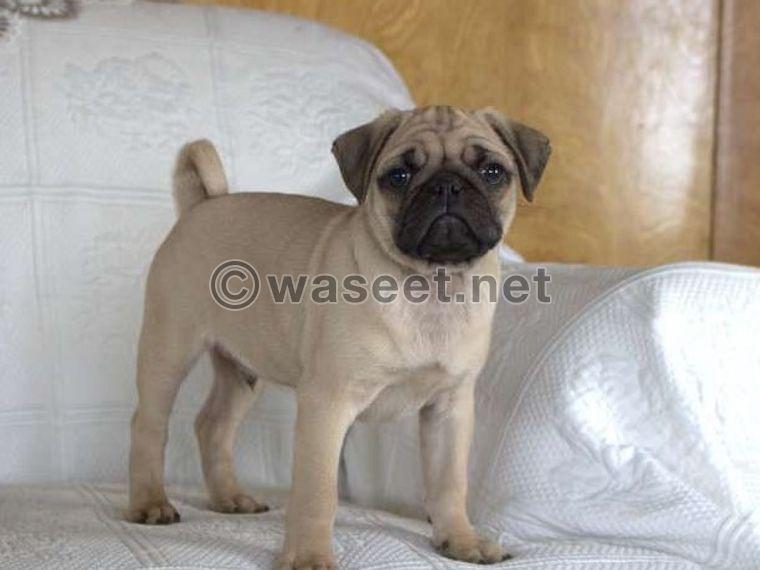 Fawn pug puppies  for sale 0