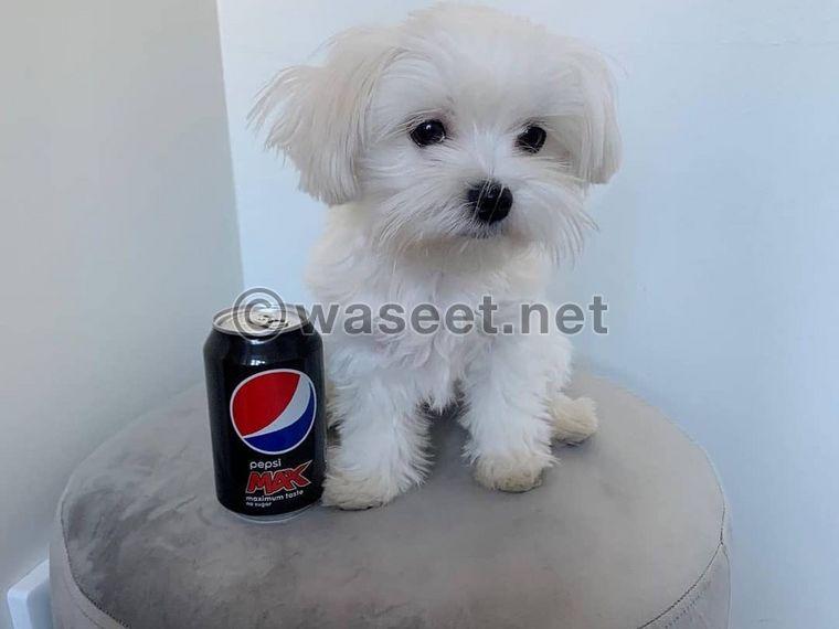 The classic Maltese puppy is available in the UAE 0