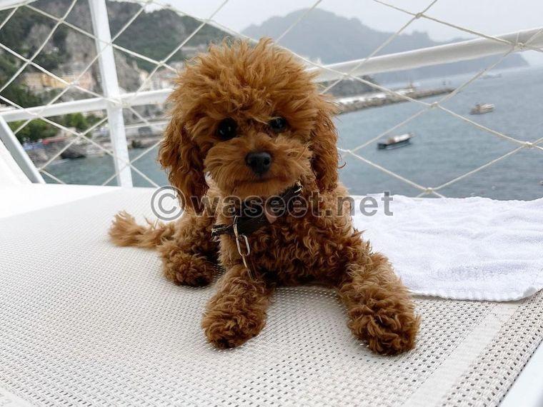 Poodle brown puppy for sale  0