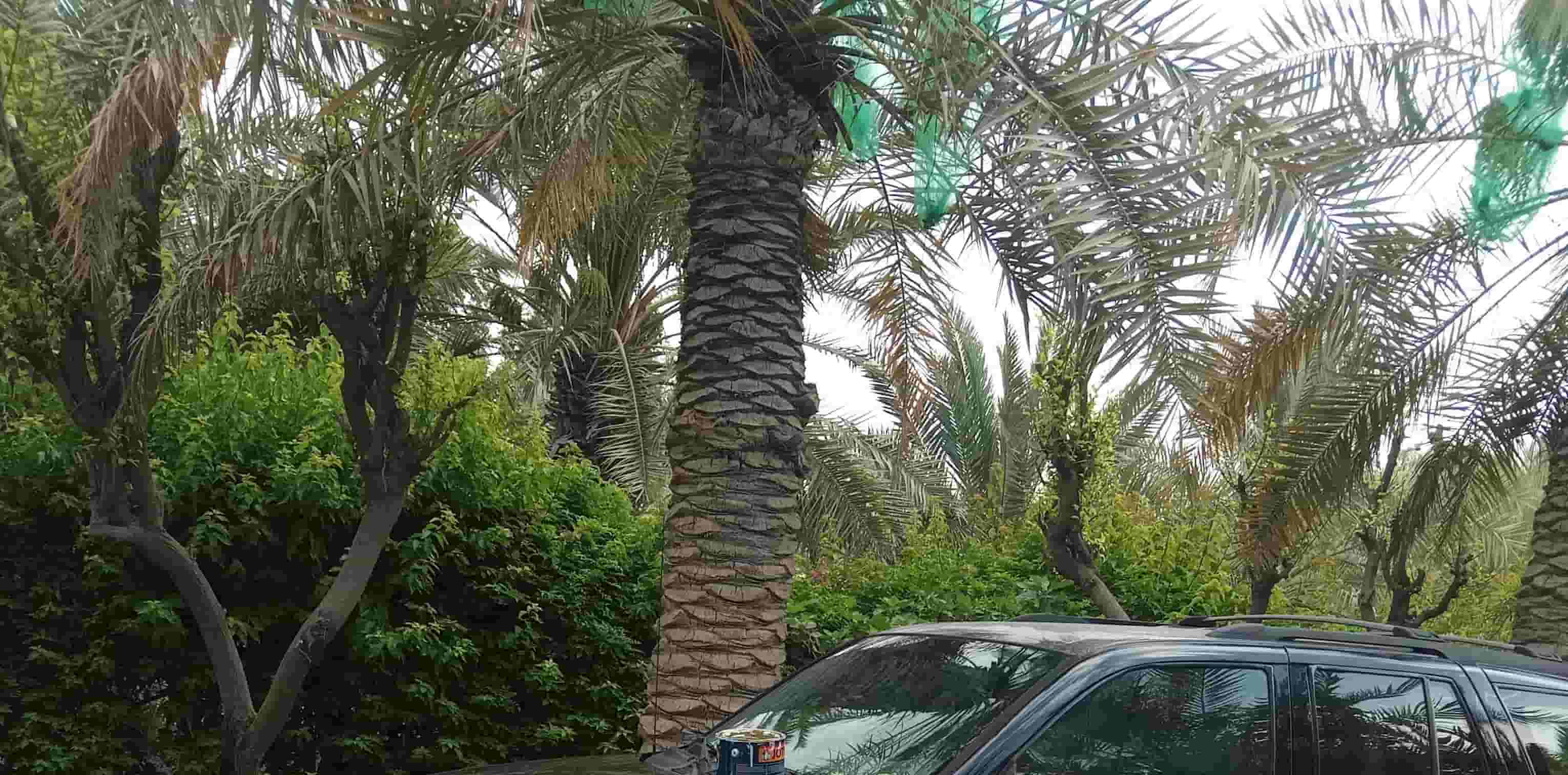 تنسيق مشاتل وحدايق تنسيق مشاتل وحدايق