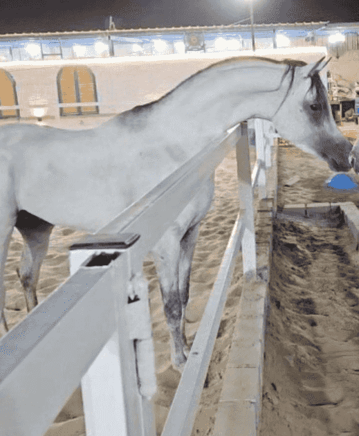 حصان مصري حصان مصري