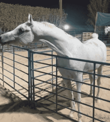 حصان فحل مصري حصان فحل مصري