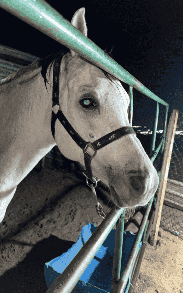 حصان بلدي شرط السلم حصان بلدي شرط السلم