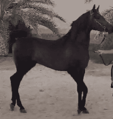 حصان عمره ٣سنوات ونص حصان عمره ٣سنوات ونص