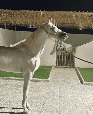 حصان بولش مواليد ٢٠١٧ حصان بولش مواليد ٢٠١٧