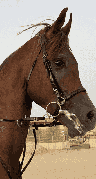 للبيع حصان بولش للبيع حصان بولش