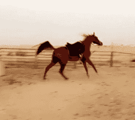 للبيع حصان للبيع حصان