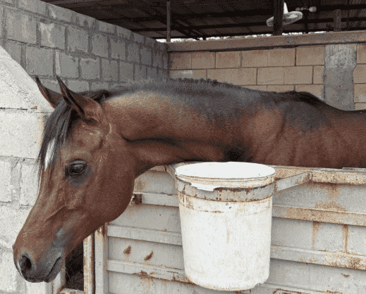 حصان بولش مواليد ٢٠١٨ حصان بولش مواليد ٢٠١٨