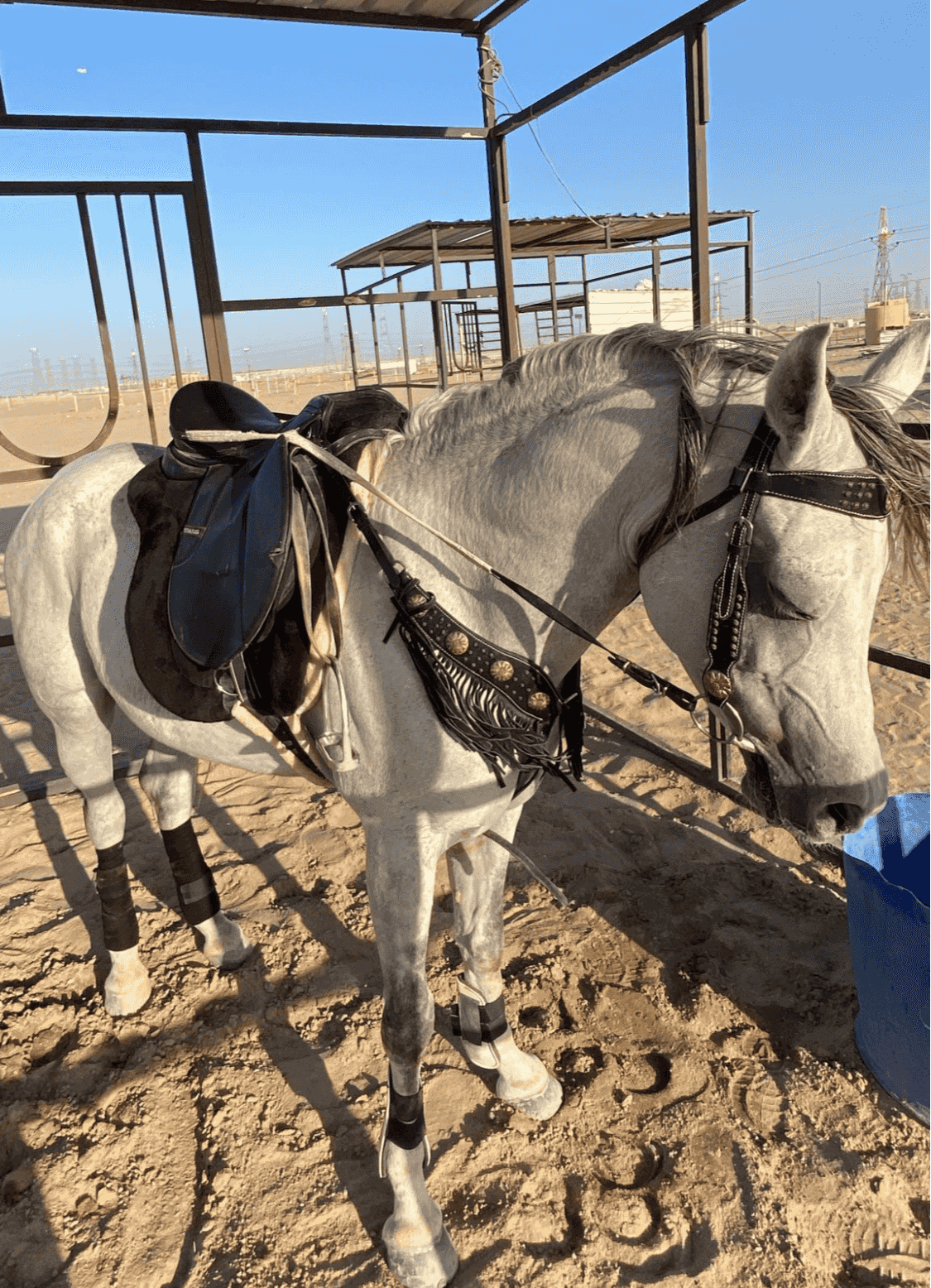 حصان مصري أصيل حصان مصري أصيل