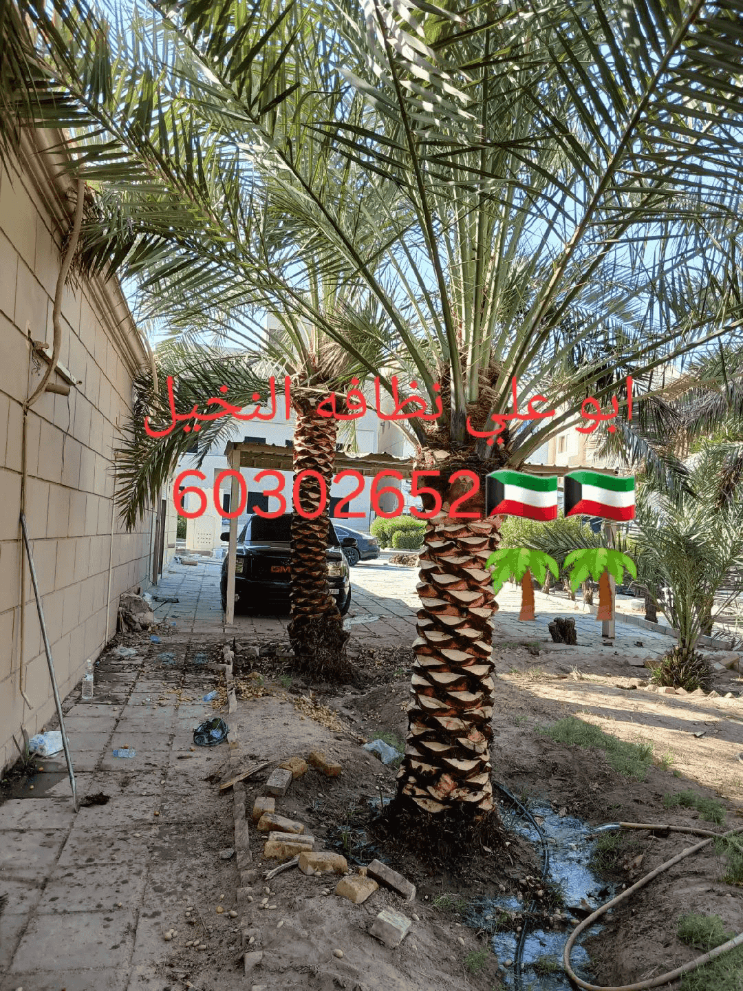 ابو علي نظافه النخيل جميع قص الاشجار ابو علي نظافه النخيل جميع قص الاشجار