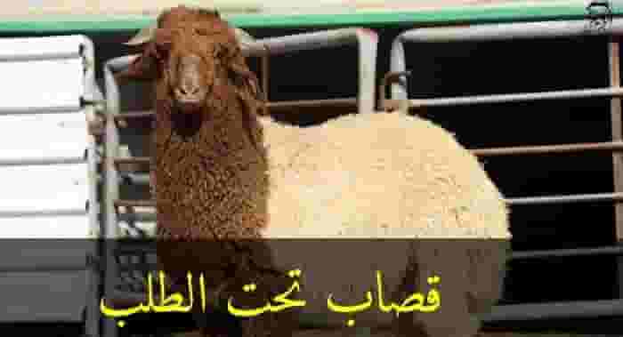 قصاب متنقل تحت الطلب لجميع مناطق الكويت قصاب متنقل تحت الطلب لجميع مناطق الكويت