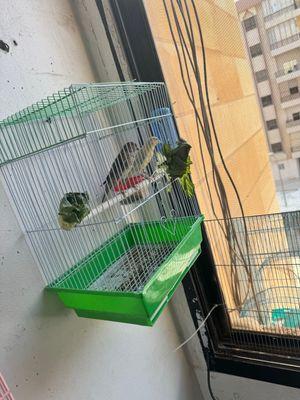 Canary for sale