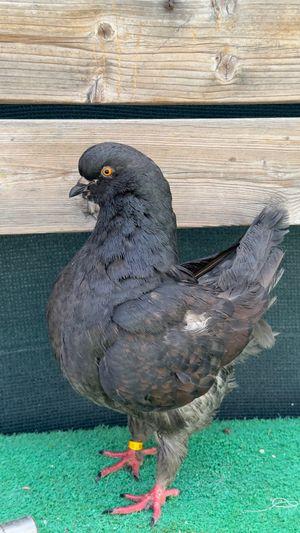 Original king pigeon for sale