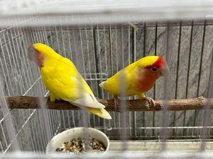 Lovebird pair for sale with their chicks